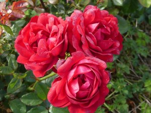 ONE IN A MILLION (floribunda)